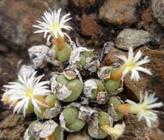 Conophytum ficiforme