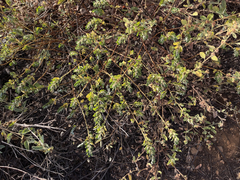 Euphorbia anthonyi