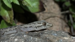 Hemidactylus frenatus