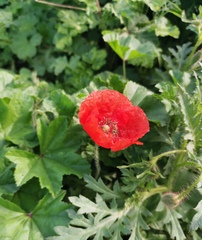 Papaver