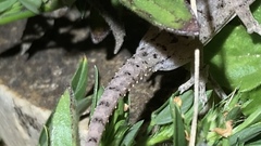 Hemidactylus frenatus