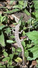 Hemidactylus frenatus