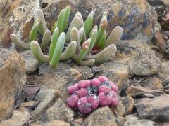 Brianhuntleya intrusa