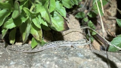 Hemidactylus frenatus