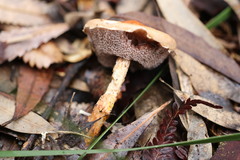 Austroboletus lacunosus