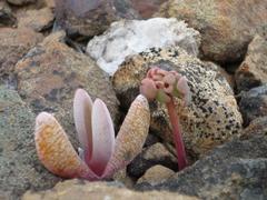 Brianhuntleya intrusa