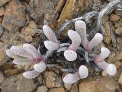 Brianhuntleya intrusa