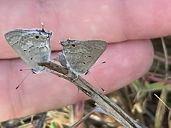 Strymon istapa clarionica