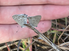 Strymon istapa clarionica