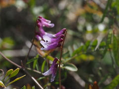 Vicia villosa pseudocracca