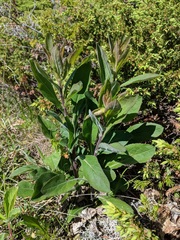 Solidago hispida hispida