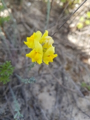 Linaria polygalifolia