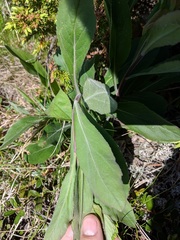 Solidago hispida hispida