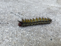 Hemileuca maia