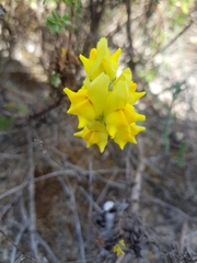 Linaria polygalifolia