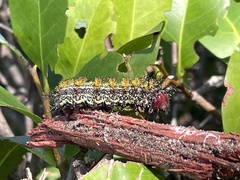 Hemileuca maia