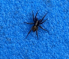 Alopecosa pulverulenta