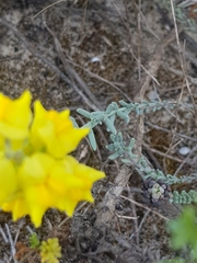 Linaria polygalifolia