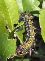 Hemileuca maia