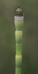 Equisetum laevigatum