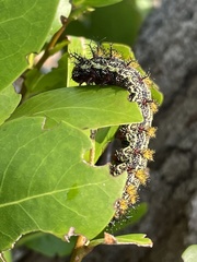 Hemileuca maia