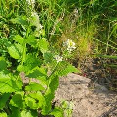 Alliaria petiolata