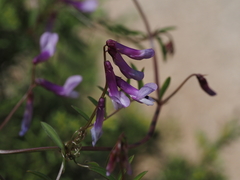 Vicia villosa pseudocracca