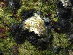 Saccostrea cuccullata