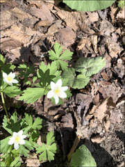 Anemonastrum flaccidum