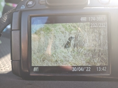 Spermophilus erythrogenys