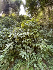 Oxyanthus pyriformis