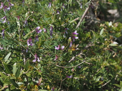 Vicia villosa pseudocracca