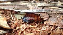 Parcoblatta virginica