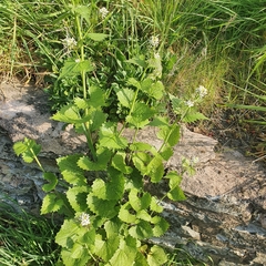 Alliaria petiolata