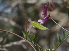 Vicia villosa pseudocracca