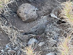 Zenaida macroura clarionensis