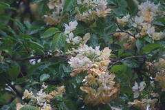 Crateva unilocularis