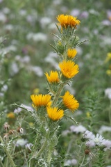 Scolymus grandiflorus
