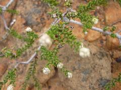 Phylica rogersii