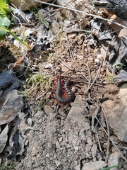 Scolopendra cingulata