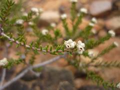 Phylica rogersii