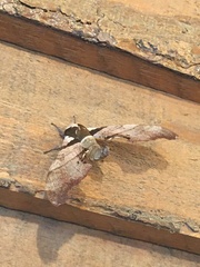 Trogolegnum pseudambulyx