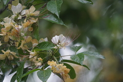 Crateva unilocularis