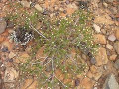 Phylica rogersii
