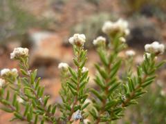 Phylica rogersii