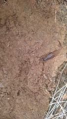 Anoplolepis custodiens