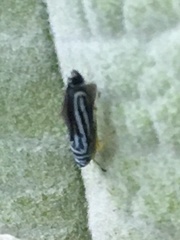 Graphocephala flavovittata