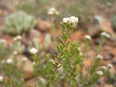 Phylica rogersii