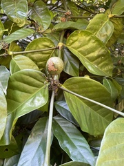 Oxyanthus pyriformis