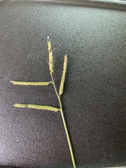 Urochloa brizantha